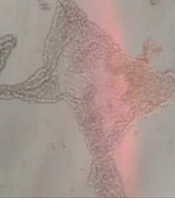 Jentashapir J Cell Mol Biol